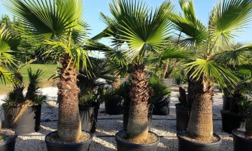 Palmier Mexican (12 seminte) Washingtonia Cotton Palm - Washingtonia robusta, crestere rapida, silueta frumoasa, subtire, Saflax - Img 5