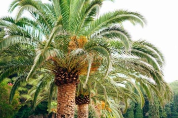 Palmier Phoenix de Canare (10 seminte) Canary Date Palm - Phoenix canariensis, curmal foarte decorativ, Saflax - Img 6
