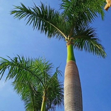 Palmier Regal Cubanez (8 seminte) Cuban Royal Palm - Roystonia Regia, coroana inalta, frunze elegante, Saflax - Img 2