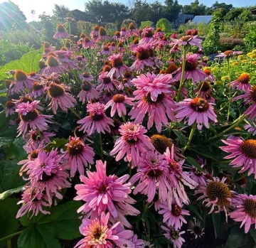 Paradiso Super-Duper (15 seminte) Echinacea perena, flori semi-batute roz, Seklos - Img 2