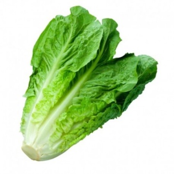 Parris Island Cos BIO (800 seminte) salata romana verde BIO, frunze suculente, Seklos - Img 2