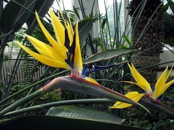 Pasarea Paradisului Galbena (4 seminte) Yellow Strelitzia Mandela's Gold - Strelitzia reginae Yellow, cea mai rara specie de Strelitzia, Saflax - Img 2