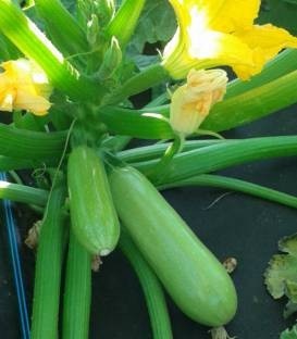 Pascal F1 (500 seminte) dovlecei cu fructe cilindrice de culoare verde deschis, Fito Semillas