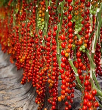 Paskualeto F1 (500 seminte) rosii cherry-prunisoare, semitimpurii nedeterminate, Syngenta - Img 1