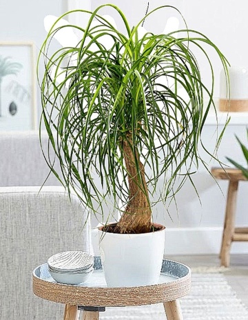 Picior de Elefant (10 seminte) Ponytail Palm - Beaucarnea recurvata, trunchi ingrosat, frunze verzi delicate, Saflax - Img 4