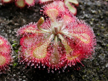 Planta Carnivora - Round-leaved Sundew (10 seminte) Drosera rotundifolia, frunze rotunjite cu tentacule si picaturi parfumate, Saflax - Img 4