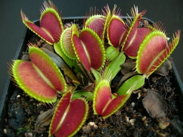 Planta Carnivora - Venus Fly Trap (10 seminte) Dionaea muscipula, frunze mobile, capcane de insecte, Saflax - Img 7