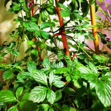 Planta Nemuririi (30 seminte) Jiaogulan Five Leaf Ginseng - Gynostemma pentaphyllum, planta medicinala cu efect calmant, Saflax - Img 2