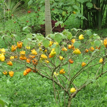 Planta Uger de Vaca (10 seminte) Love Apple - Solanum mammosum, flori mov, fructe decorative cu forma interesanta, Saflax - Img 5