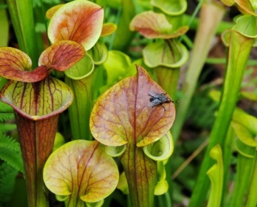 Plante Carnivore mix - Pitcher Plant (10 seminte) Sarracenia flava / S. purpurea, forma de ulcior, culori galben verzui si rosie, Saflax - Img 3