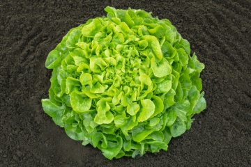 Pleasance (5000 seminte) salata tip oakleaf, 350-500 gr, Bejo