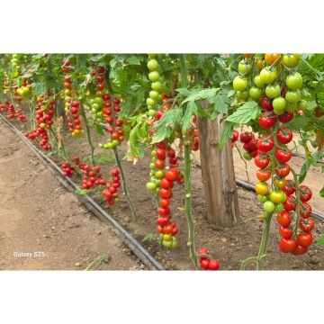 PO9479 F1 (100 seminte) rosii cherry timpurii nedeterminate, pentru sera, solar, La Semiorto Sementi - Img 2