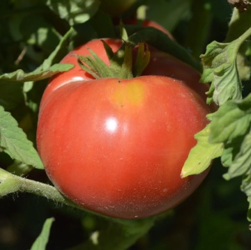 Ponderosa (1000 seminte) tomate roz tip beef, fructe mari zemoase, Profit Seeds - Img 3