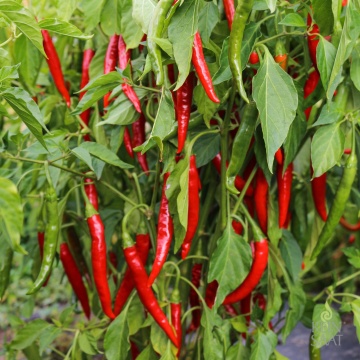 Poot Pepper BIO (35 seminte) ardei iute cu iuteala medie, ideal pentru gratar, ReinSaat - Img 3