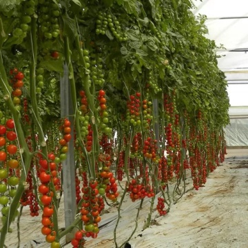 Pralyna F1 (100 seminte) rosii cherry nedeterminate extratimpurii, Profit Seeds