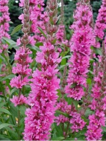 Rachitan (1000 seminte) Blutweiderich - Lythrum salicaria, planta medicinala si melifera cu rol antibiotic, antidiareic, Saflax - Img 4