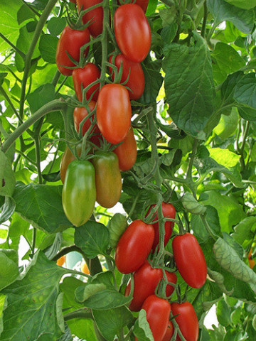 Ravello F1 (8 seminte) tomate cocktail mici, in forma de prune, Pomodori Collection, Buzzy - Img 1