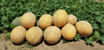 Rebeca F1 (100 seminte) de pepene galben timpuriu cu miez portocaliu tip ananas, Hazera - Img 2