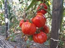 Red Cavern BIO (30 seminte) tomate striate rosu cu galben, carnoase, aromate, ReinSaat - Img 7