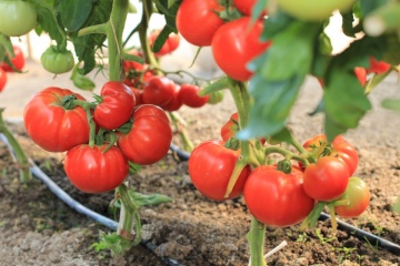 Roker (1500 seminte) tomate pentru camp soi sarbesc, Superior Seeds - Img 6