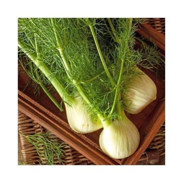 Romanesco BIO (100 seminte) fenicul BIO, aroma placuta, Seklos - Img 2