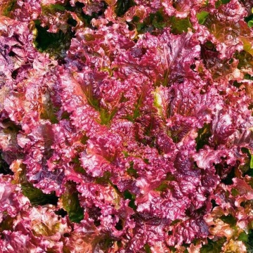 Rosela (700 seminte) salata frunze crete, culoare rosu inchis, Seklos