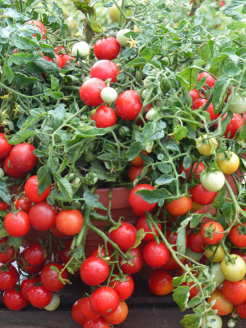 Rosii Balkonzauber (120 seminte) tomate curgatoare pentru balcon, Agrosem - Img 1