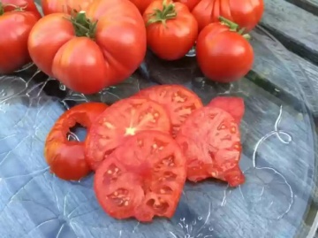 Rosii Bio Pantano Romanesco (30 seminte), tomate eco mari, nedeterminate, Seklos - Img 3