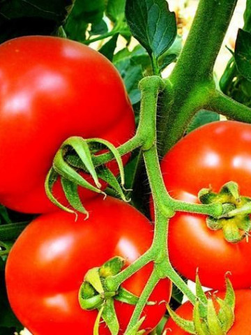 Rosii Buzau 22 (60 seminte) tomate romanesti soi viguros crestere determinata, Agrosem - Img 1
