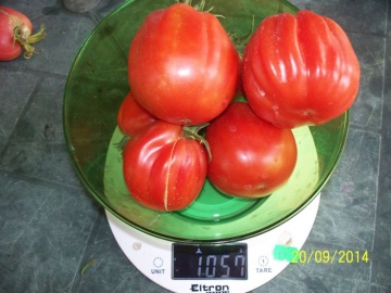 Rosii Pearson sel d'Albenga (90 seminte), tomate cu fructe mari in forma de para tip Albenga tip Beef, Prima Sementi - Img 3