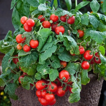 Rotkappchen (30 seminte) tomate determinate semitimpurii, soi nemtesc, Seklos - Img 3