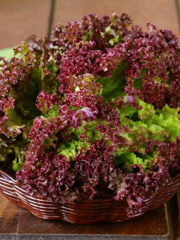 Salata Lollo Rossa (1200 seminte) salata creata rosie soi timpuriu, Agrosem - Img 3