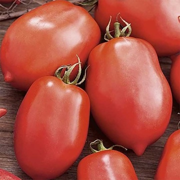 Salus (20 seminte) tomate oval-alungite determinate, foarte productive, Seklos