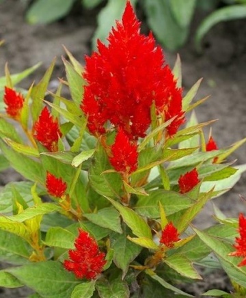 Scarlet Flame (0.3 gr) seminte Creasta Cocosului plumosa, flori pufoase rosu intens, Legutko