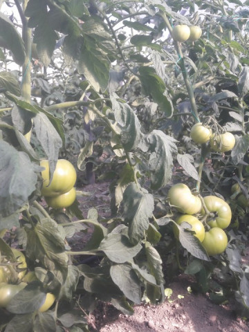 Seminte tomate Gramada F1 (5 gr), crestere nedeterminata, hibrid semitimpuriu nou, Opal - Img 3
