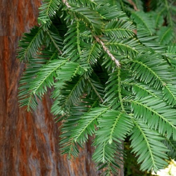 Sequoia de Coasta (50 seminte) Coastal Redwood - Sequoia sempervirens, copac gigant, conifer foarte inalt, Saflax - Img 4