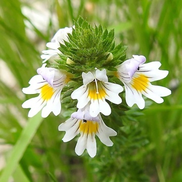 Silur (200 seminte) Eyebright - Euphrasia officinalis, planta medicinala benefica pentru ochi, Saflax - Img 2