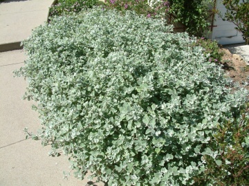 Silver Mist (6 seminte) Helichrysum frunze ornamentale verzi-argintii, Seklos - Img 3