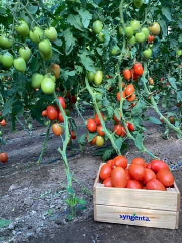 Solerex F1 (2500 seminte) rosii timpurii determinate tip San Marzano, Syngenta - Img 3