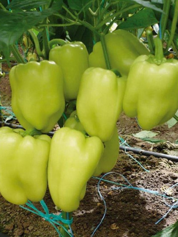 Soroksari (7500 seminte) ardei gras tip Dolma soi semitimpuriu, Superior Seeds - Img 1