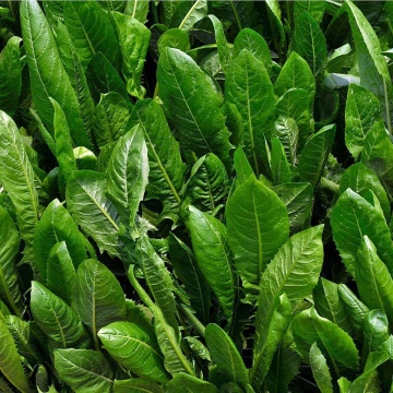 Spadona (5 gr) seminte salata cicoare cu frunze verzi, rezistenta la ingheturi usoare, Toraf