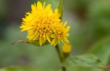 Splinuta (100 seminte) Goldenrod - Solidago virgaurea, planta medicinala pentru sistemul digestiv, urinar, hepato-biliar, Saflax - Img 2