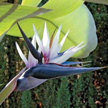 Strelitzia Nicolai (5 seminte) White Bird of Paradise - Pasarea Paradisului cu flori foarte mari, combinatie de alb, albastru si mov, Saflax