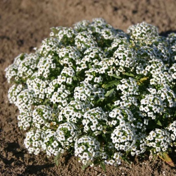 Sweet Alyssum Snowcloth (2500 seminte) Alyssum flori pitice, albe, placut parfumate, Seklos - Img 2