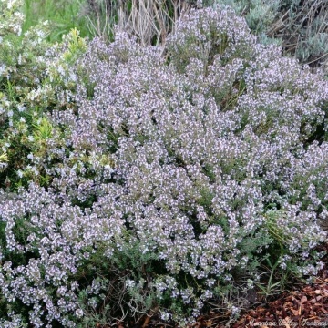 Thyme BIO (1500 seminte) cimbru de camp BIO, aromat, peren, Seklos - Img 2