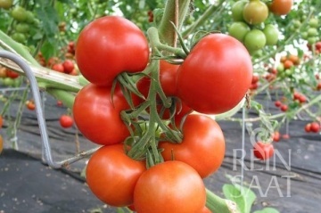 Tica BIO (10 seminte) tomate rotund-plate foarte ferme, recoltare in ciorchini, ReinSaat - Img 3