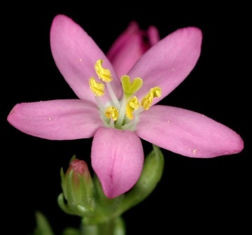 Tintaura (250 seminte) Common Centaury - Centaurium erythraea, planta medicinala pentru tulburari digestive, Saflax - Img 3