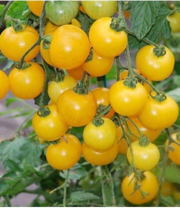 Tiny Temptation F1 (12 seminte) tomate cherry galbene aromate pentru ghiveci, Raci