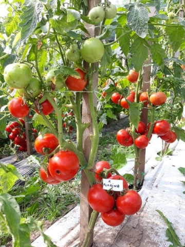 Tomate Florina (120 seminte) de rosii romanesti cu crestere determinata, Agrosem Seed