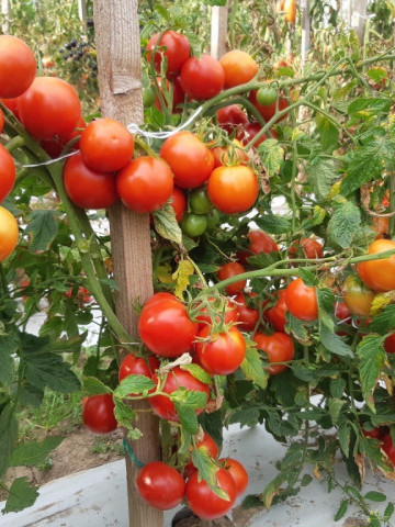 Tomate Mariuca - 5 gr - Seminte de rosii romanesti cu crestere determinat de la SCDL Buzau - Img 3